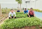 Rutan Kelas IIA  Pekalongan Panen Kangkung 30 Kilogram